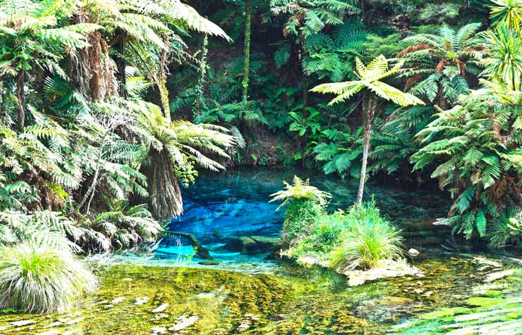 River surrounded by ferns