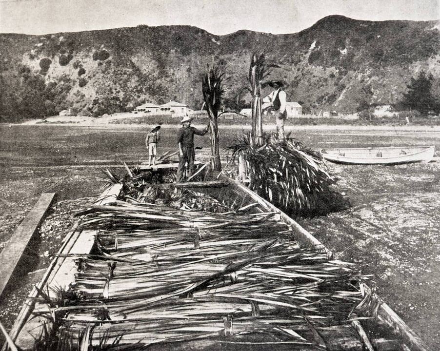 Ngati Awa unloading green flax on the beach. Whakatane, Bay of Plenty, 14 May, 1903.
