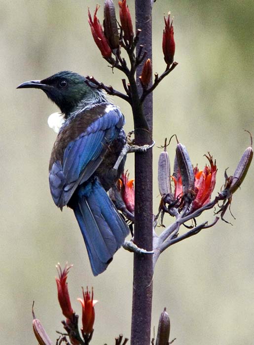 Tui on a flax bush.