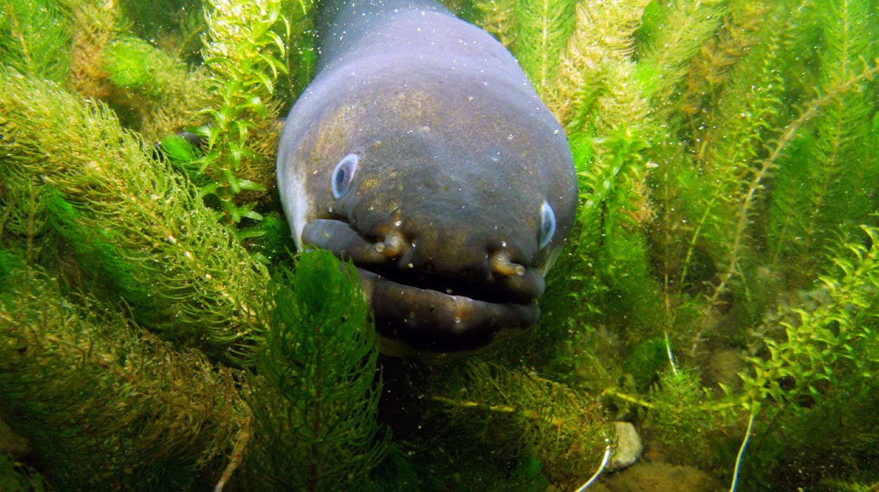 Large fish in a river.