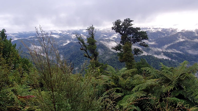Bush scene with hills in the background