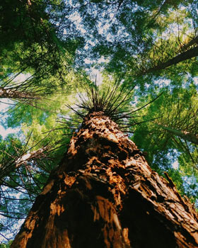 Large tree photographed from the base looking up 